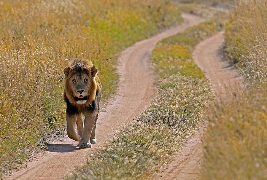Fotoworkshop mit Benny-Rebel: Löwen in der Wildnis fotografieren