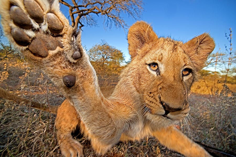 Fotosafari mit Rebel Photografie: Luxus Urlaub in Afrika