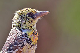 Fotoreise-Fotosafari-Afrika-Tansania