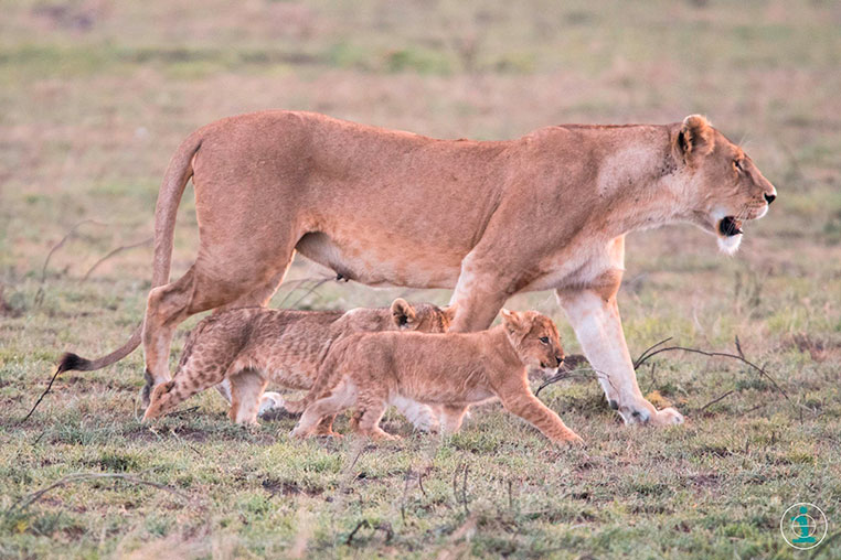 Reiserezension Benny Rebel