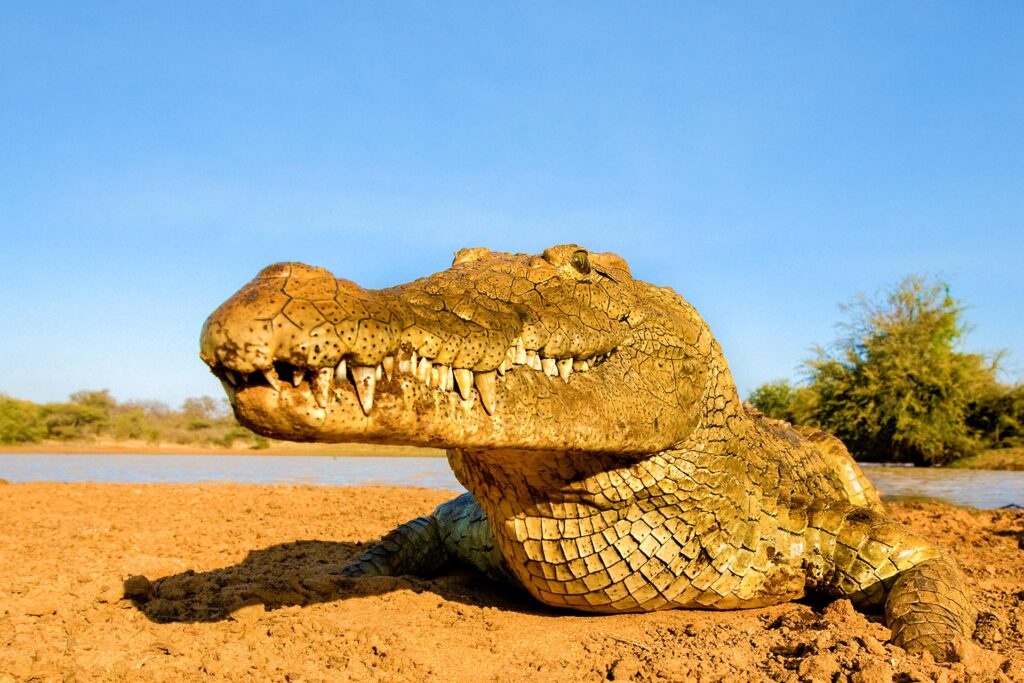 Krokodil mit Weitwinkel fotografiert auf einer Fotoreise mit Benny Rebel Fotosafaris GmbH in Südafrika