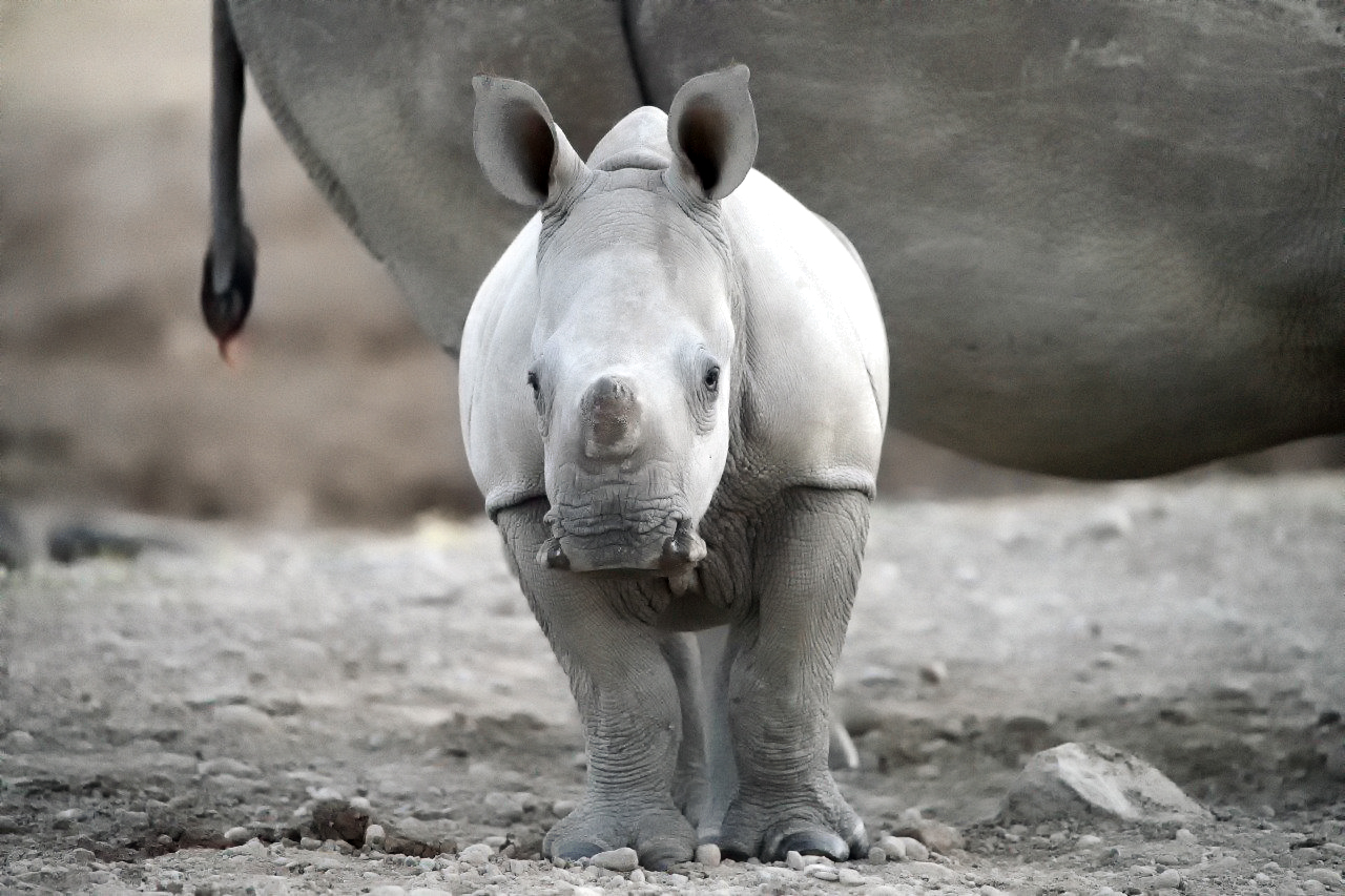Nashorn Baby fotografiert auf einer Fotoreise durch Kenias Norden und Masai Mara.