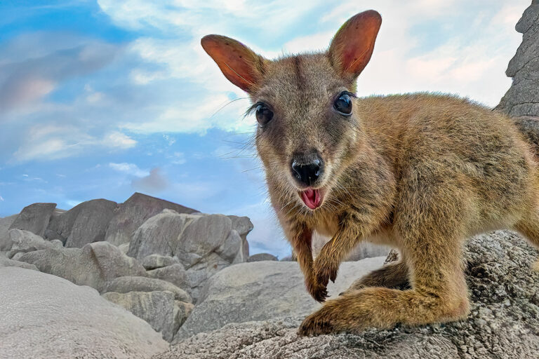 Australien Fotoreise Känguru fotografiert von Benny Rebel