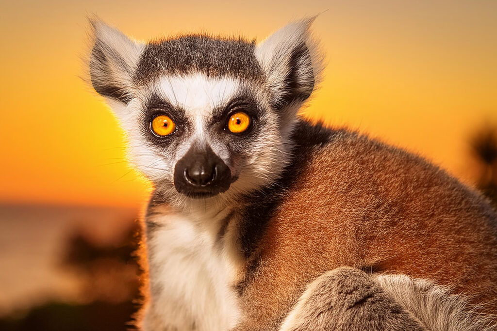 Ein Lemur schaut in die Kamera. Fotoreise mit Benny Rebel.