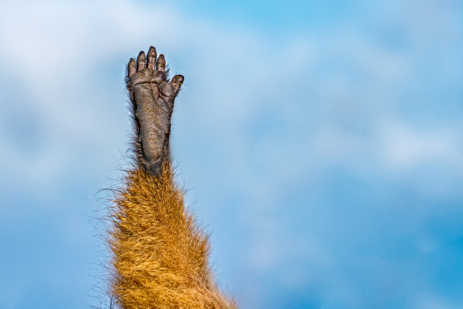 Der Fuß eines Dscheladas fotografiert auf einer Fotoreise in Äthiopien.