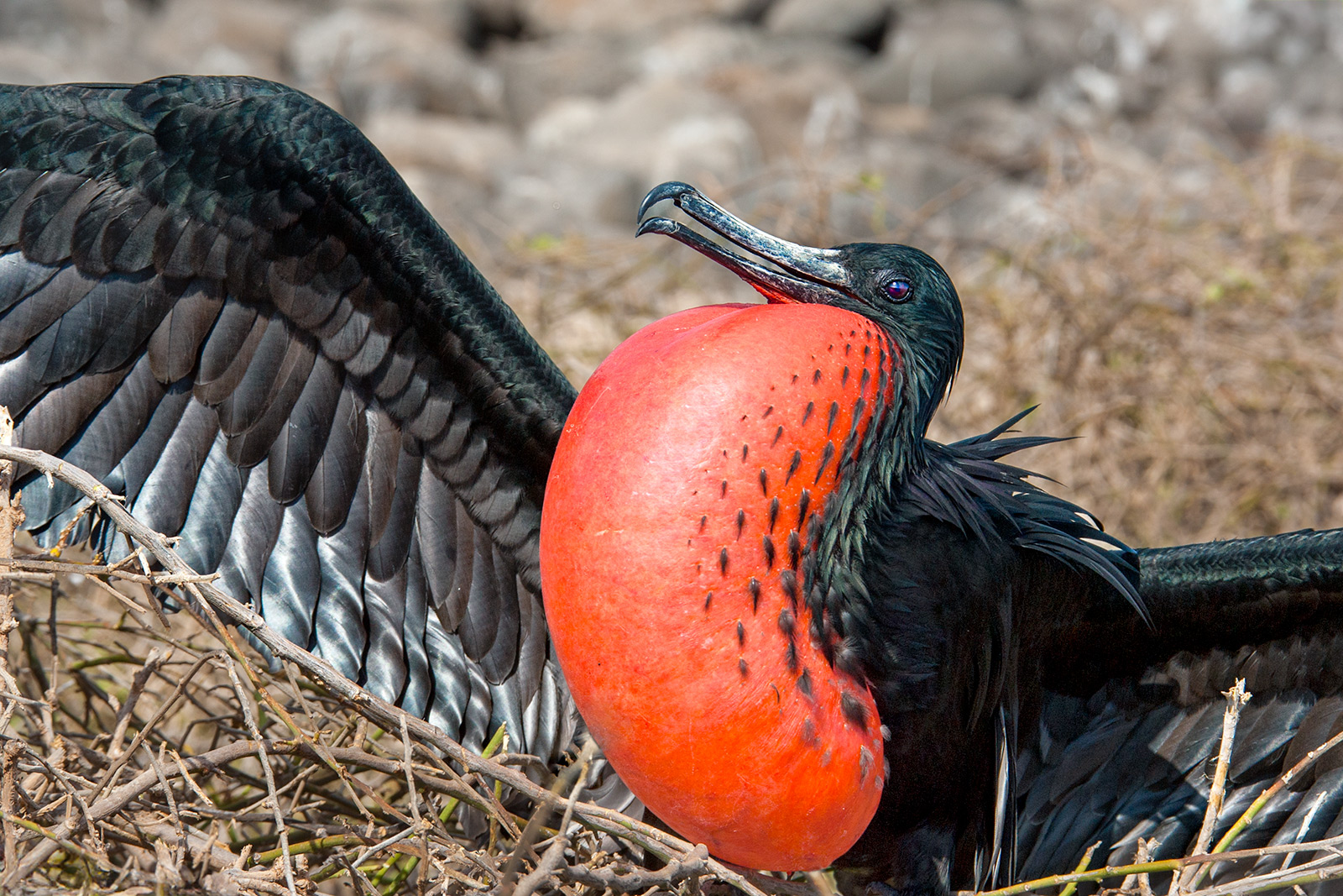 Fregattvogel auf den Galapagosinseln