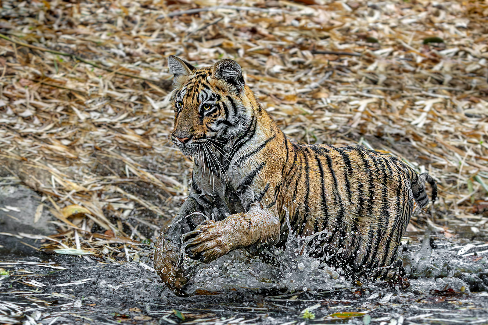 Tiger Baby spielt im Wasser in Indien. Fotografiert auf einer Fotoreise mit Benny Rebel Fotosafaris.