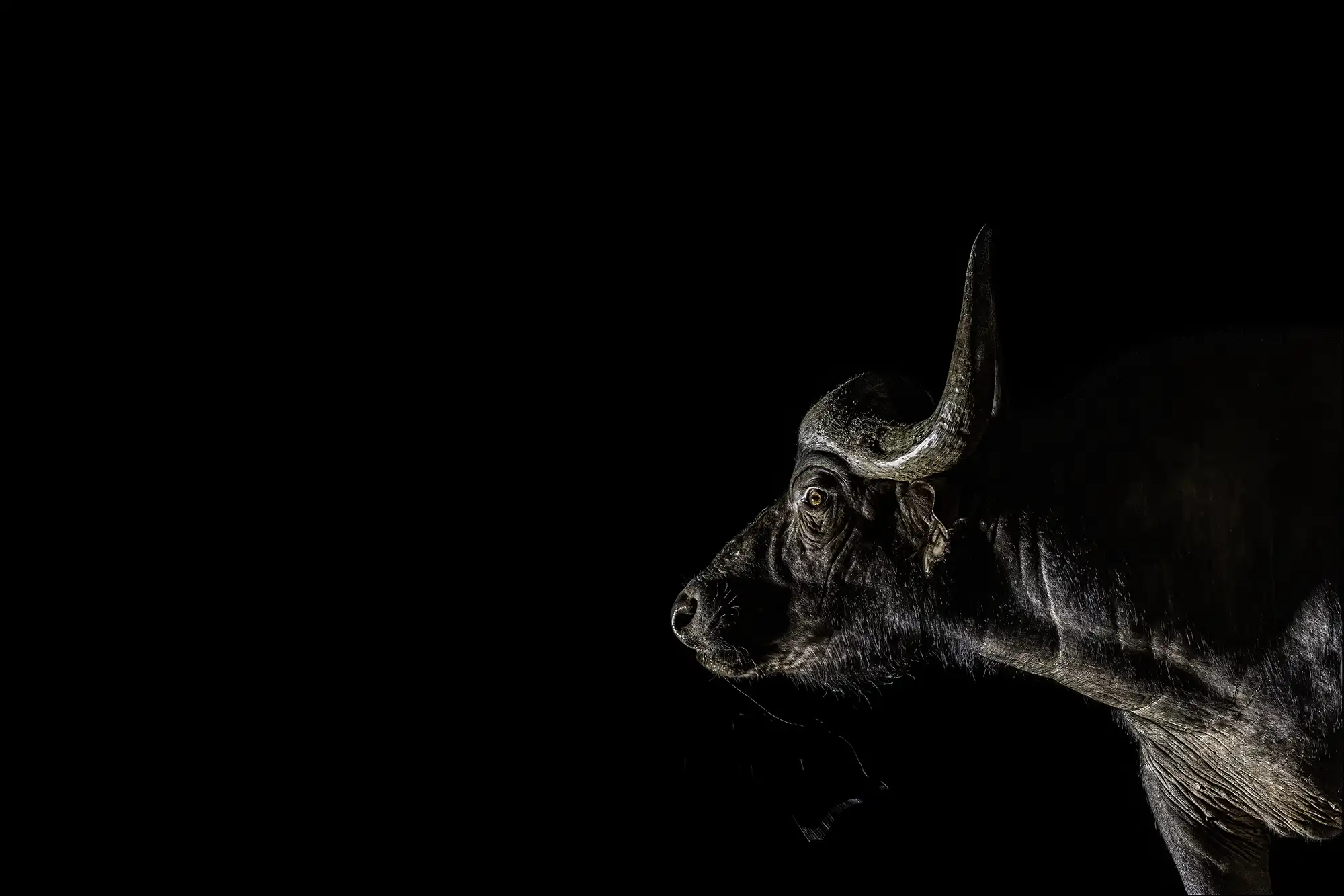 bueffel-fotosafari-nacht-fotoreise-7R43111-afrika-60p-75kb