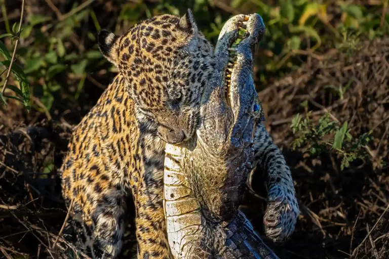 Jaguar tötet einen Kaiman in Brasiliens Pantanal. Fotografiert auf einer Fotoreise von Benny Rebel Fotosafaris.