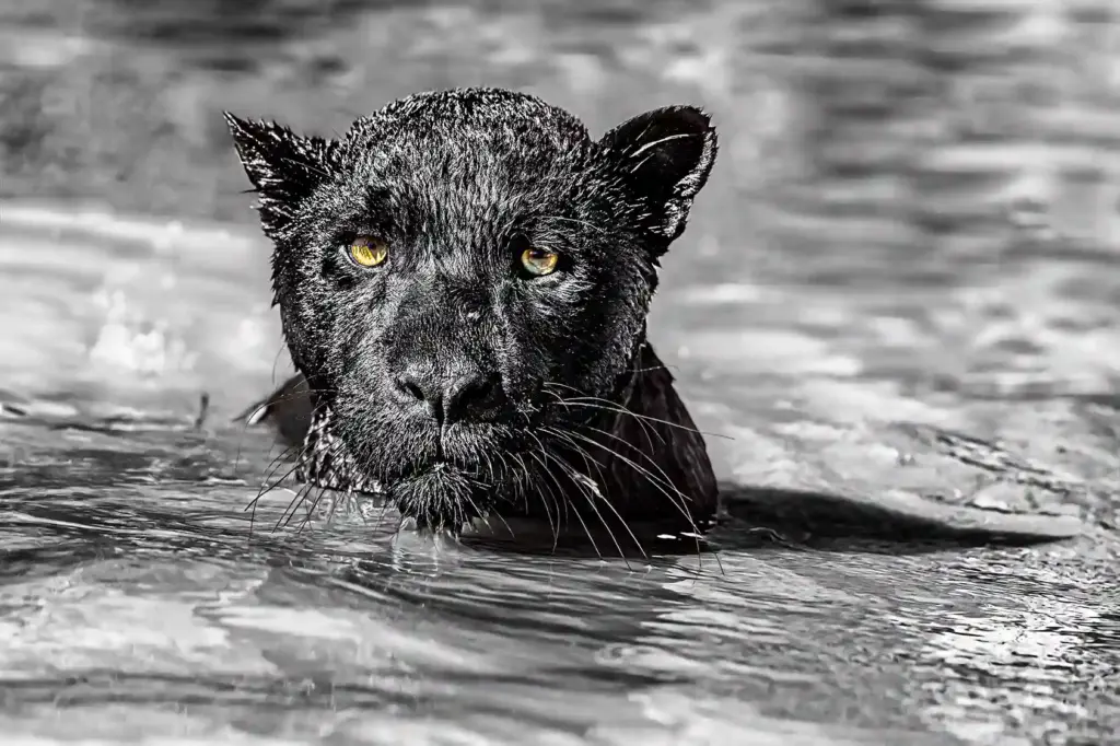 Ein schwarzer Panther wurde auf einer Fotoreise von Benny Rebel Fotosafaris in Brasilien fotografiert. Im Wasser Schwimmend.