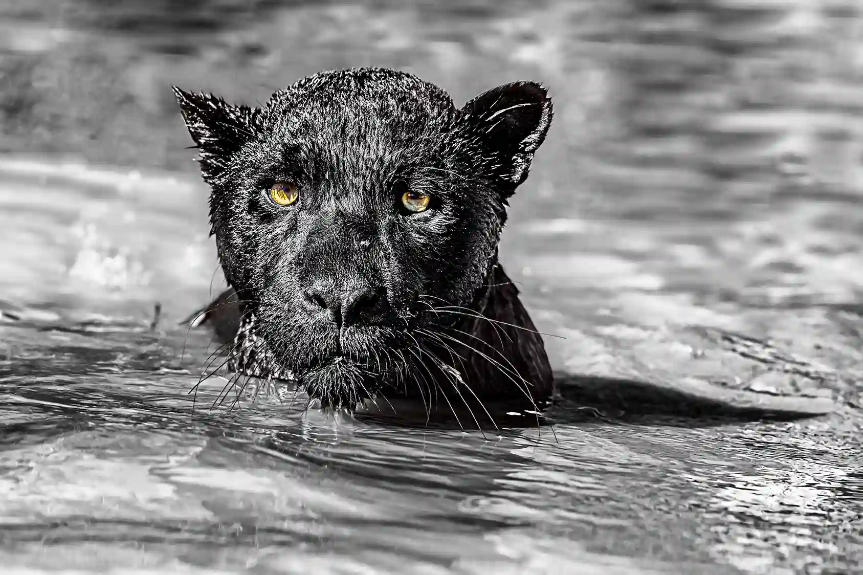 Ein schwarzer Panther wurde auf einer Fotoreise von Benny Rebel Fotosafaris in Brasilien fotografiert. Im Wasser Schwimmend.