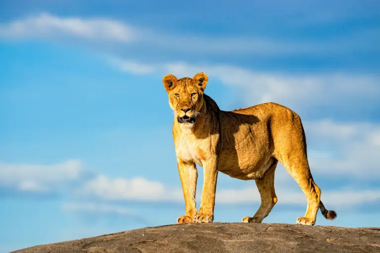 Löwin auf einem Felsen in der Serengeti. Fotografiert auf einer Fotoreise von Benny Rebel Fotosafaris GmbH.