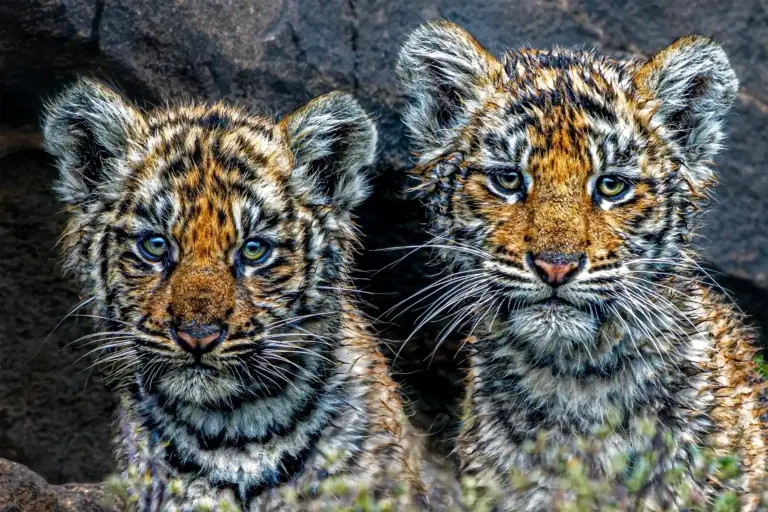 Zwei neugierige Tiger-Babys blicken während einer professionellen Fotoreise / Fotosafari direkt in die Kamera.