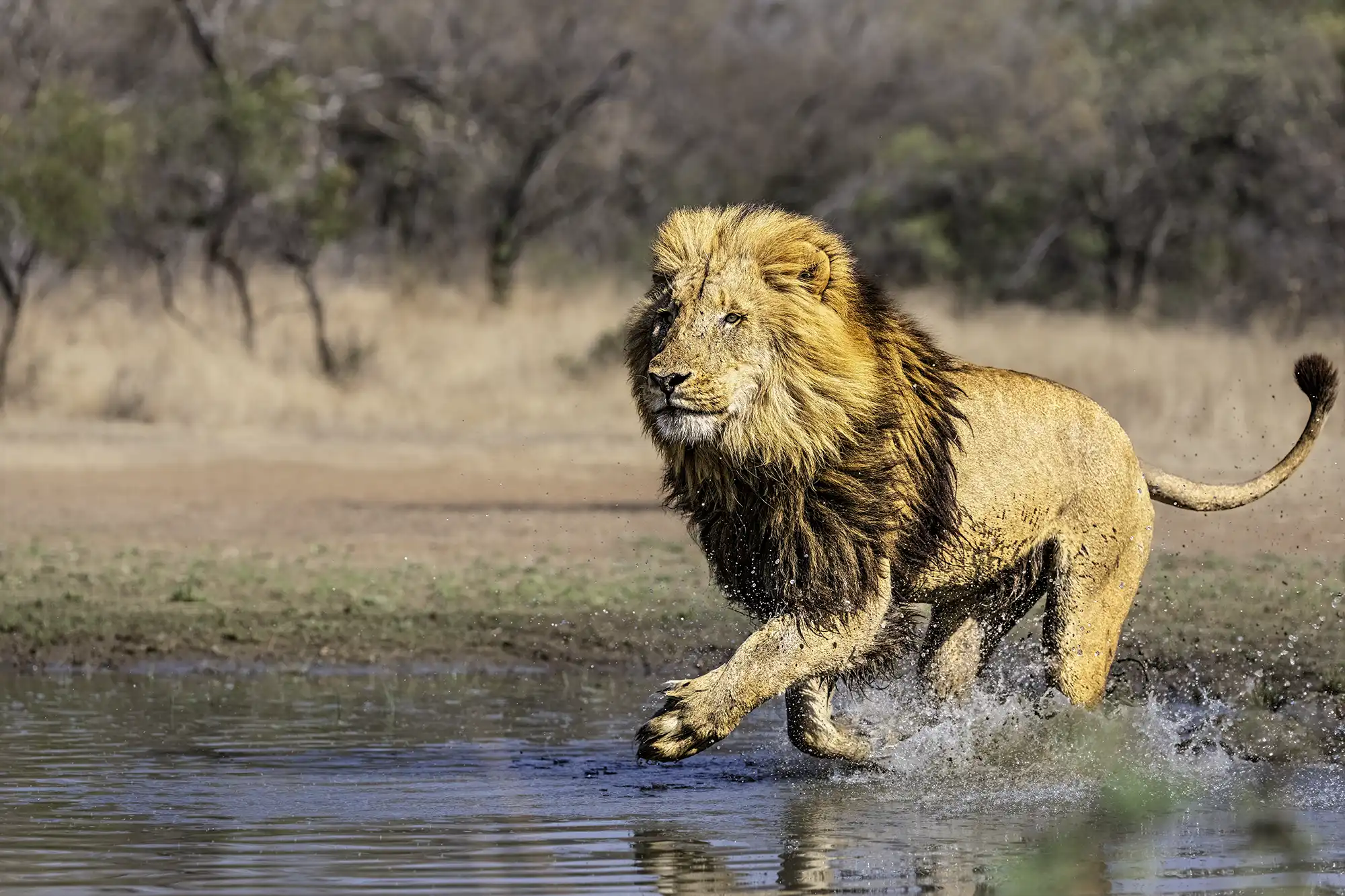 Ein Löwe rennt durch Wasser. Fotografiert auf einer Fotoreise mit Benny Rebel Fotosafaris in Südafrika.