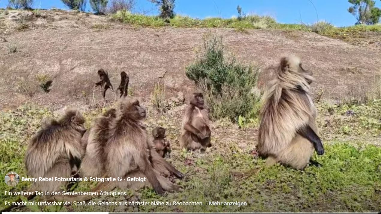 Es macht mir unfassbar viel Spaß, die Geladas aus nächster Nähe zu Beobachten. Fotoreise durch das facettenreiche Äthiopien.