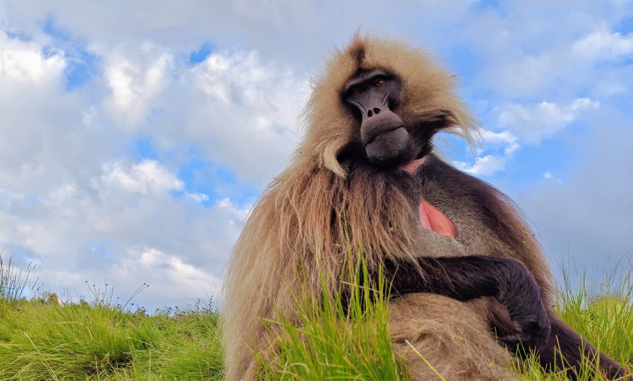Unsere Fotografen und ich saßen stundenlang zwischen ihnen – im Gras, das von Sonne und Nebel zugleich berührt war.
