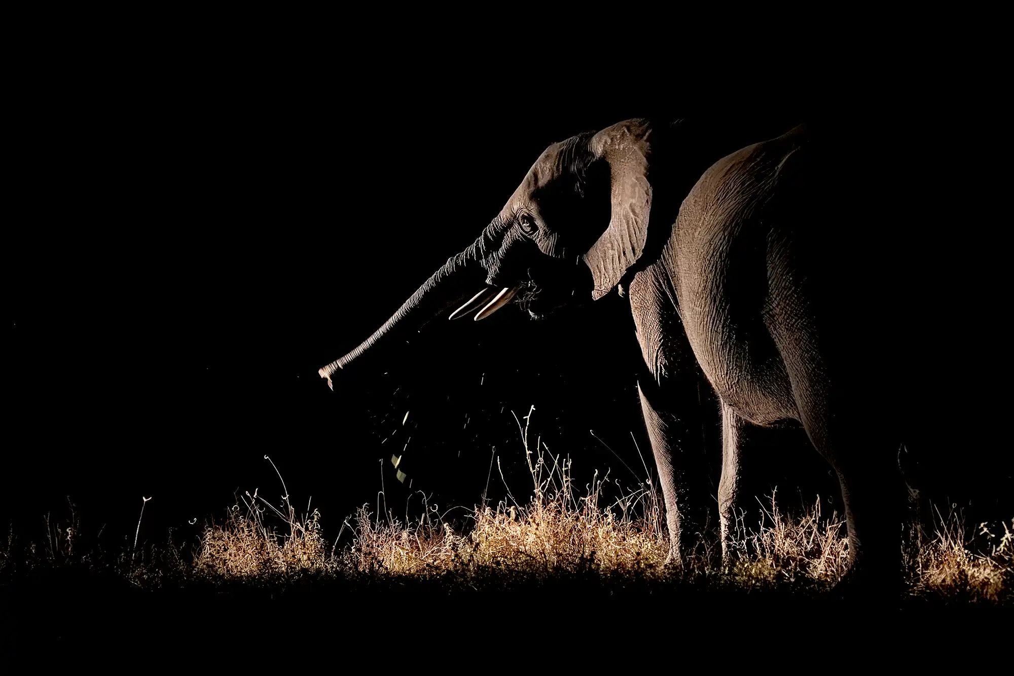 elefant fotografiert auf einer fotoreise von benny rebel fotosaris in sambia in einer nacht.