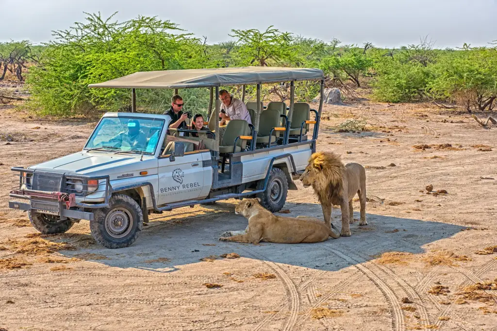 Löwen am Safarifahrzeug - fotografiert auf einer Fotoreise mit Benny Rebel in Botswana.