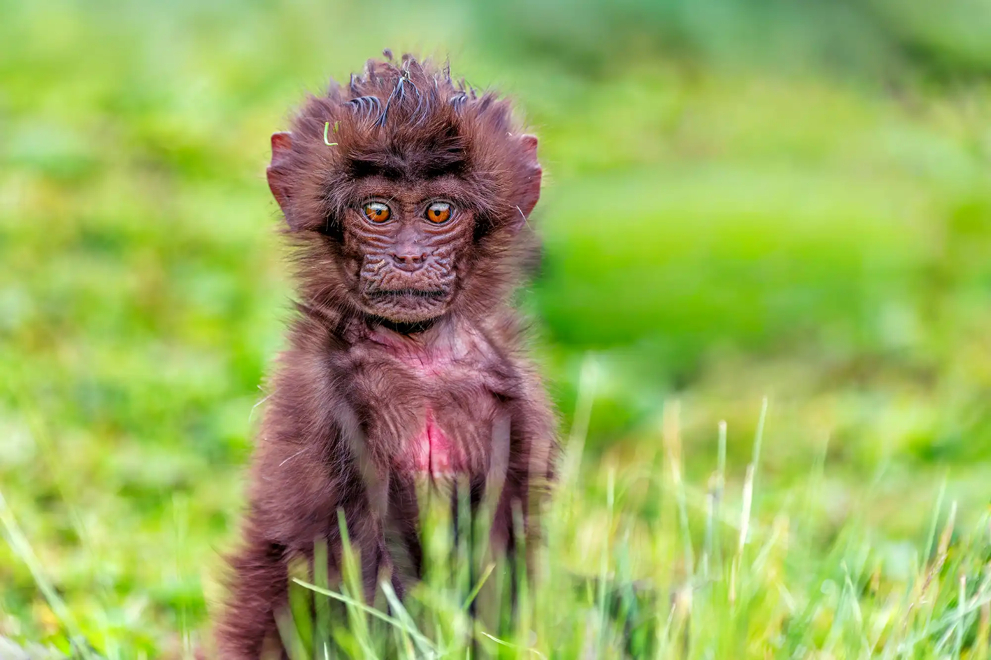 Ein Gelada-Baby wurde fotografiert auf einer Fotoreise von Benny Rebel in Äthiopien.