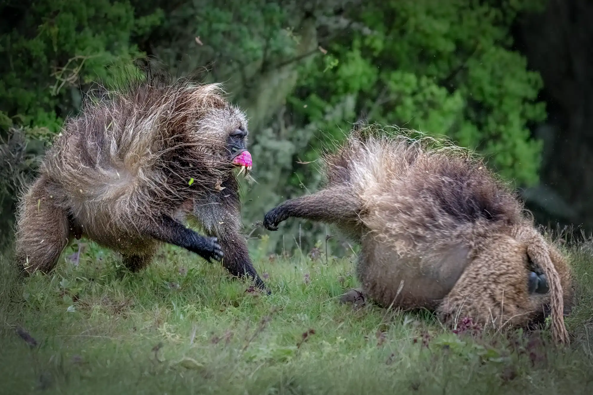 Zwei Geladas kämpfen in den Semienbergen in Äthiopien und sie wurden von Benny Rebel auf einer Fotoreise fotografiert.