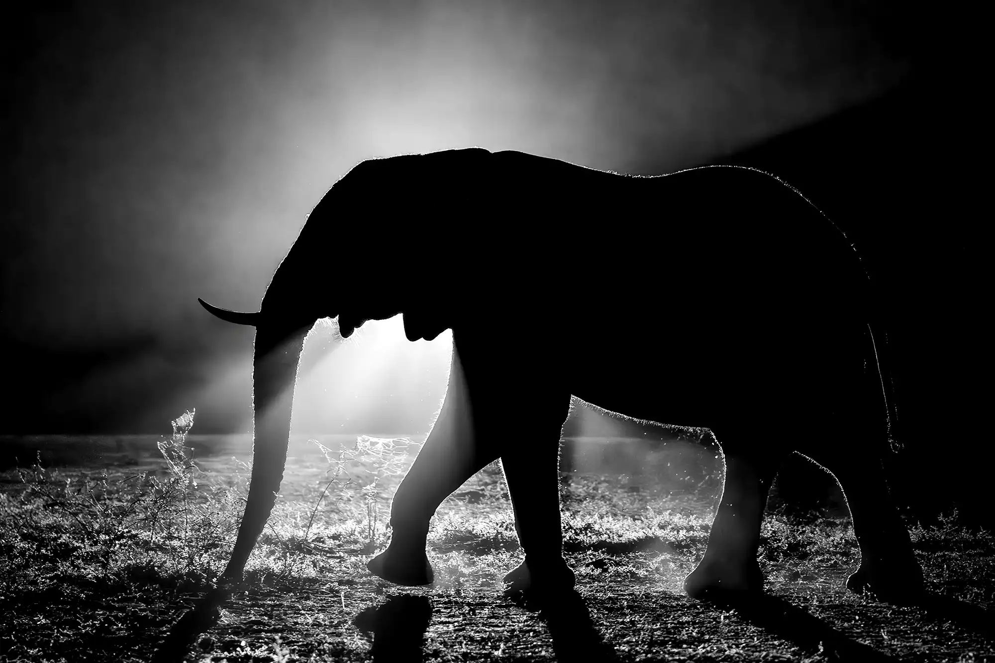 Benny Rebel zeigt ein Elefantenbild aus Zambia und erklärt seine Technik der Nachtfotografie mit Taschenlampe – ein kreativer Fotoworkshop der besonderen Art.