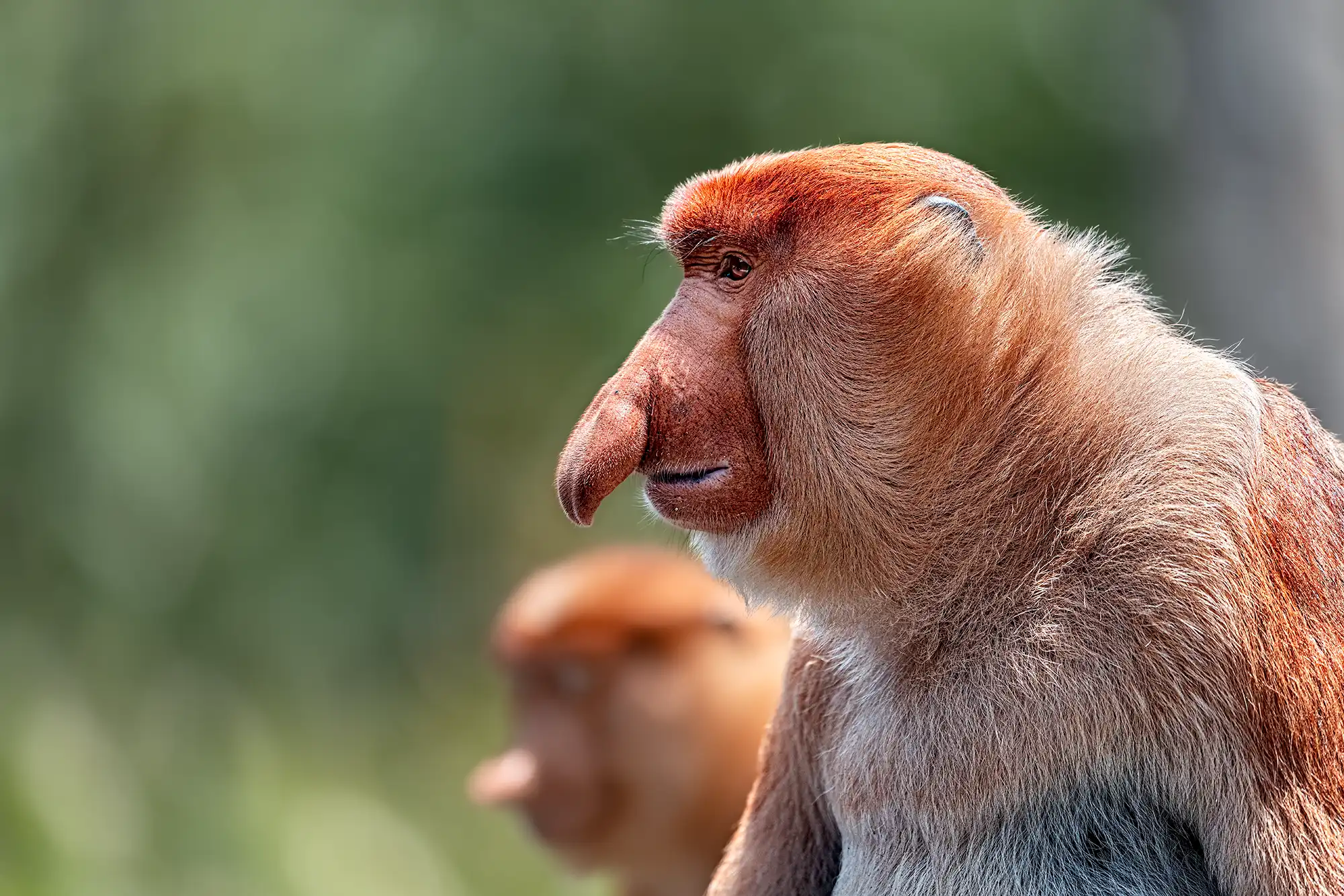 Ein Nasenaffe wurde auf einer Fotosafari auf Borneo von Benny Rebel fotografiert.