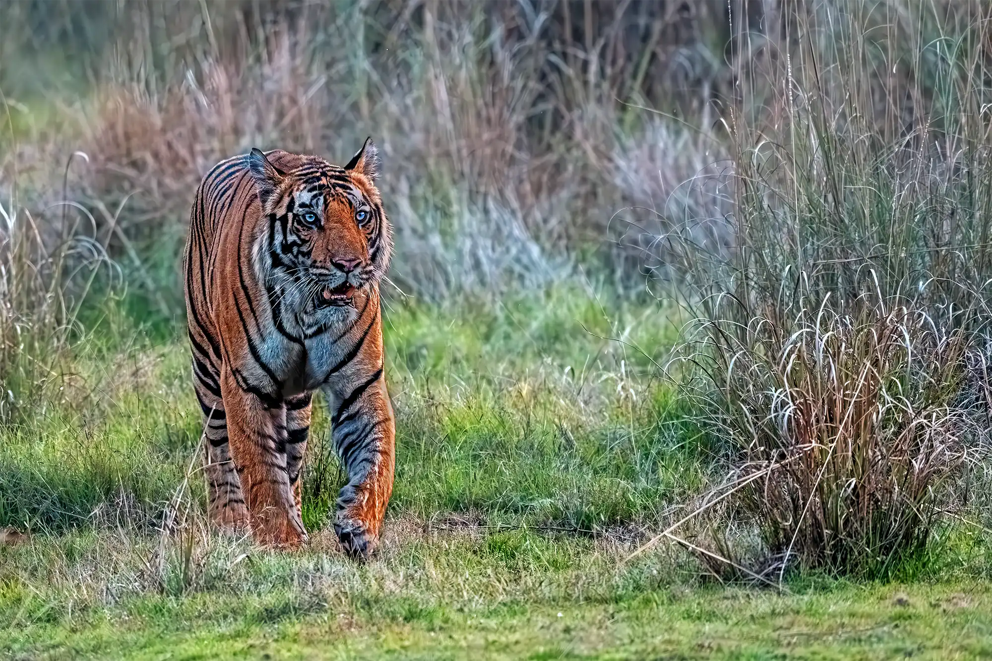 Ein Tiger geht auf die Jagd und wurde auf einer Fotosafari in Indien von Benny Rebel fotografiert.